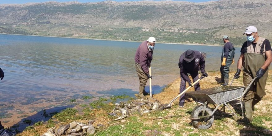 Virüs yüzünden Lübnan’da tonlarca sazan balığı telef oldu