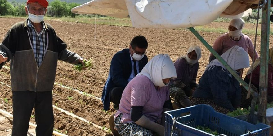 Aydın'da tarım işçileri 1 Mayıs'ı çalışarak geçirdi