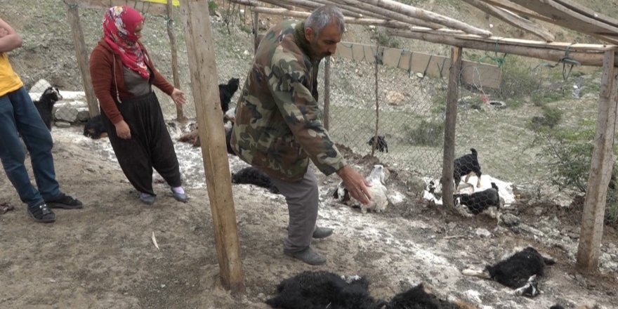 Kulp’ta sokak köpekleri 20 keçiyi telef etti, 21 keçiyi de yaraladı