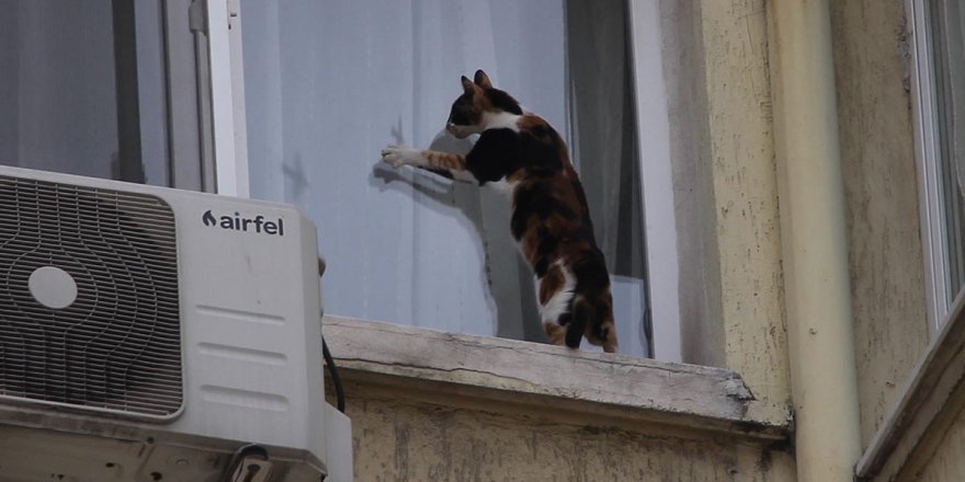 İzmir’de görme engelli kediye nefes kesen kurtarma operasyonu