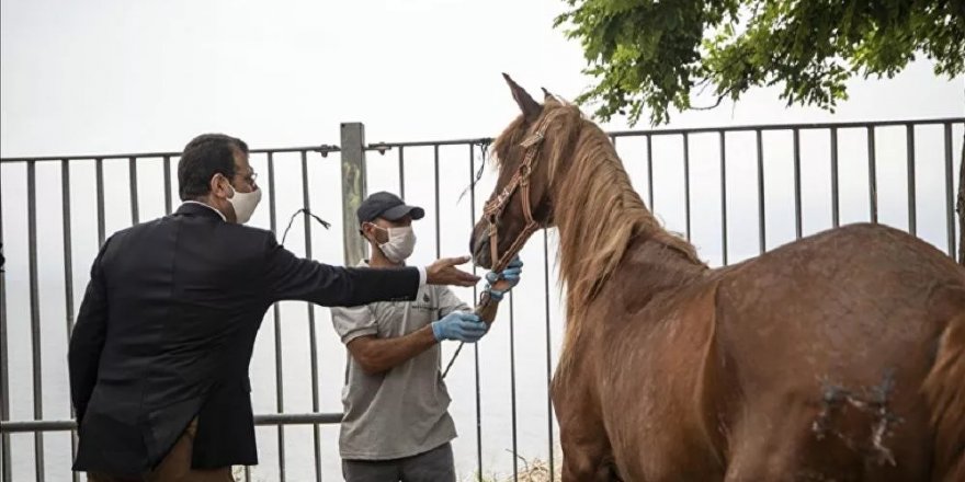 İBB'den 'kayıp at' iddialarına ilişkin açıklama