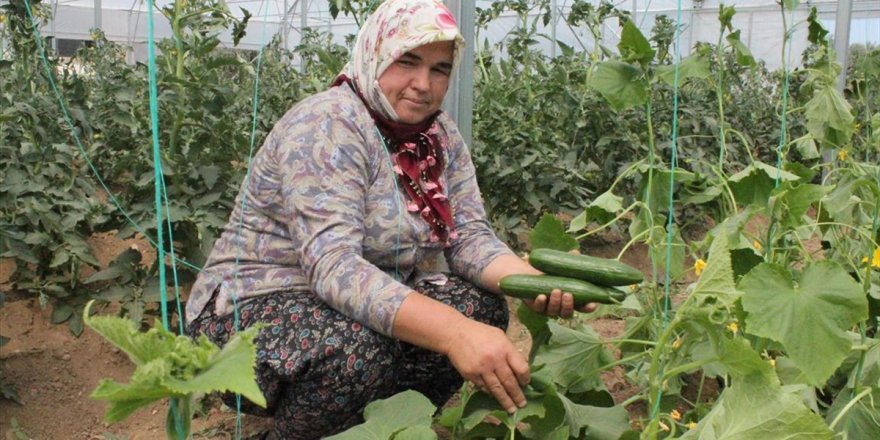 Ödemiş'te örtü altı sera desteğiyle iyi tarım uygulamasında ilk hasat