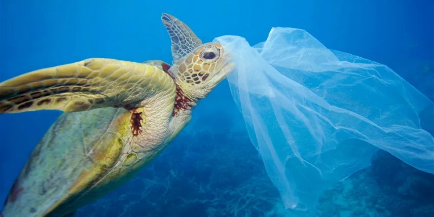 Plastik atık, ilk kez deniz kaplumbağalarının kaslarında da saptandı: İnsanlar da aynı etkiye açık