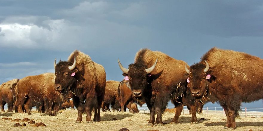 ABD'de tepki çeken bizon avı kampanyası: 45 binden fazla başvuru yapıldı