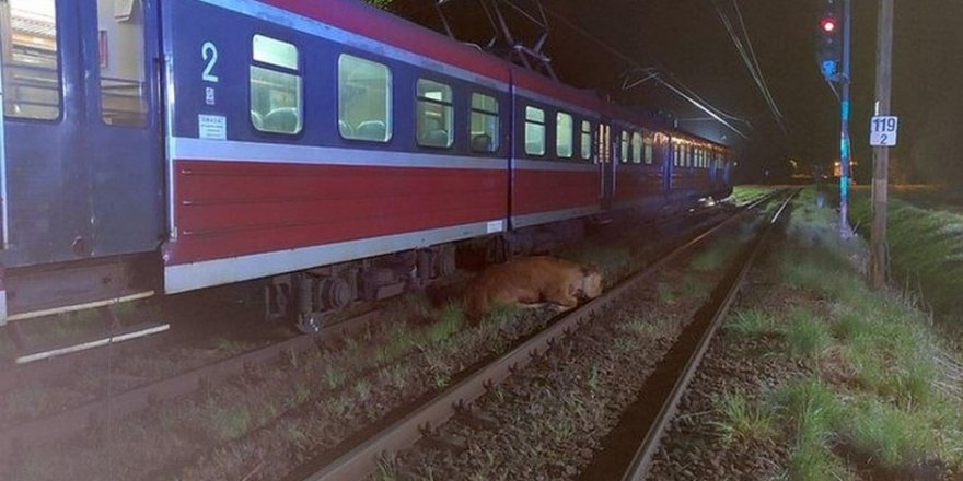 Polonya'da 2 inek tren kazasından yara almadan kurtuldu