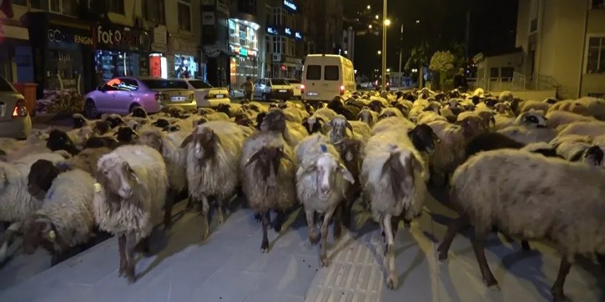 Yüzlerce koyun, şehir merkezinden geçerek bir hafta sürecek olan yayla yolculuğuna başladı