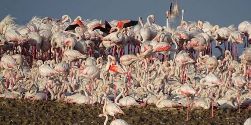 Gediz Deltası'nda flamingo yavruları yumurtalarından çıkmaya başladı