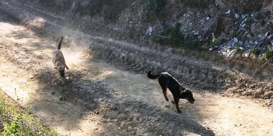 İYİ Partili Tire Belediyesi, günlük masrafları 100 lira olan 17 köpeği ölüme terk ederken Germencik'te suç üstü yakalandı!