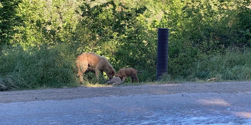 Anne köpek ölen yavrusunu yol kenarına taşıdı