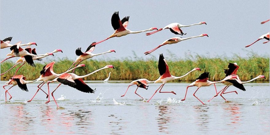 Ankara'da flamingo avı: 'Akıl alır gibi değil, bunu yapan insan olamaz'