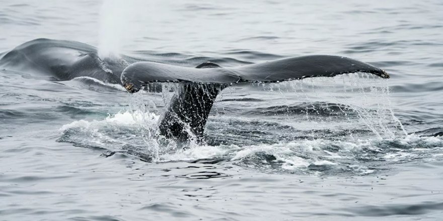 Avustralya'da savaş gemisinin gövdesinden 2 ölü balina çıkartıldı