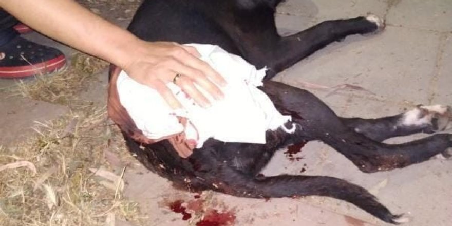 İzmir’de magandalar dehşet saçtı: Tabancadan çıkan mermi köpeğe isabet etti