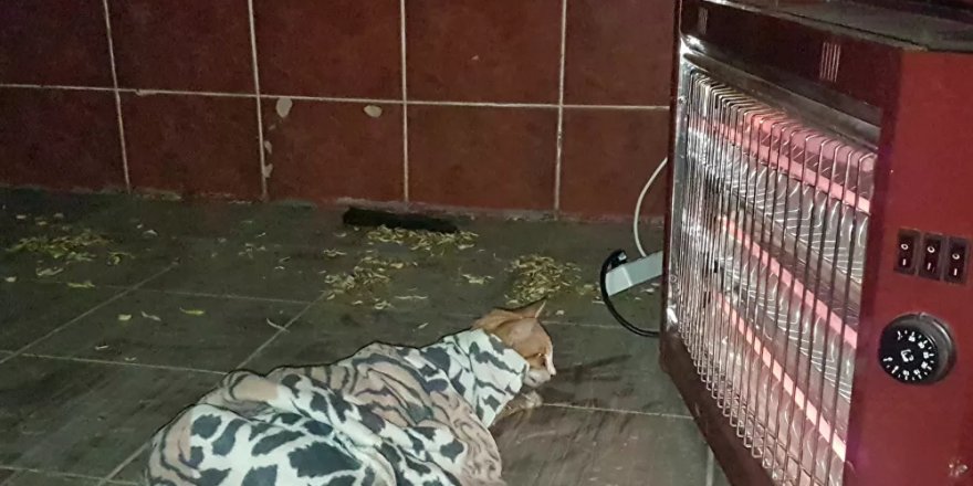 Gölete düşen kedi, boğulmaktan son anda kurtarıldı