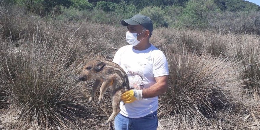 Kuşadası’nda annelerini kaybeden yavru domuzlar doğal yaşamlarına bırakıldı