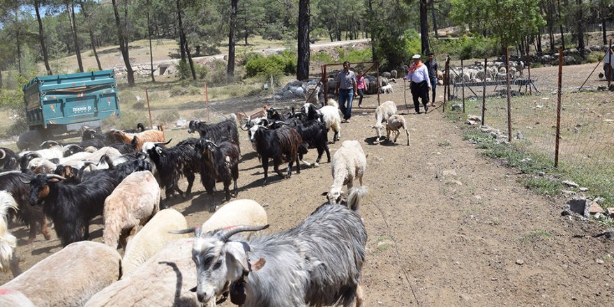 Yılda 6 ayrı yer değiştiren çobanlar göç etmeye hazırlanıyor