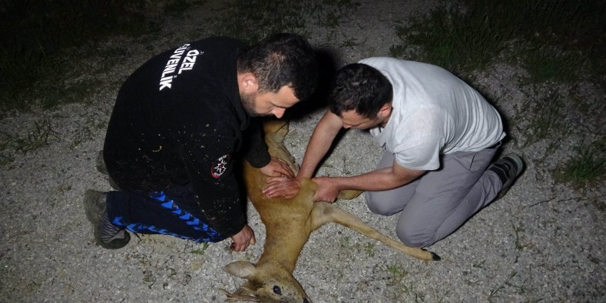 Kalbi duran yaralı karacaya suni teneffüs ve kalp masajı yaptılar