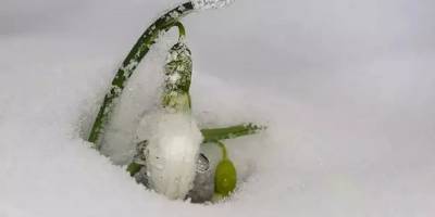 Kardelen çiçeğini koparmanın cezası 80 bin lira