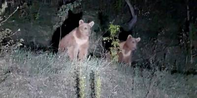 Yavru ayıların ilginç görüntüleri kameralara takıldı