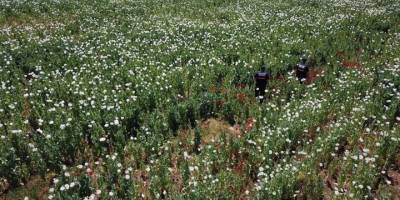 Manisa'da 632 bin kök kaçak haşhaş eken kişi yakalandı