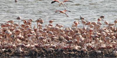 İzmir'deki "flamingo adası"nda kuluçka zamanı