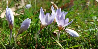 Çukurca'da kardelenler çiçek açtı