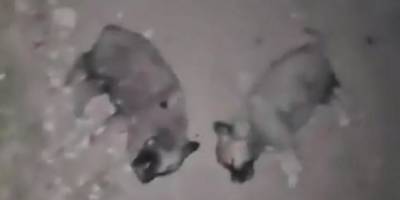 Elazığ'da 8 köpek yavrusunun öldürülmesine ilişkin inceleme