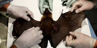 Yarasalarda görülen koronavirüslerin soyağacında yeni bir dala rastlandı