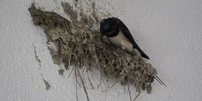 Kırlangıçların lambalara inşa ettiği ‘Yuvacık’