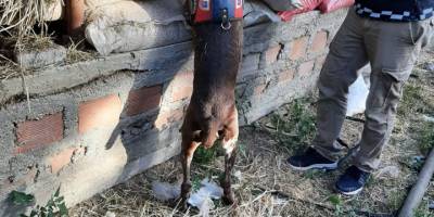 İzmir'de jandarmadan uyuşturucu operasyonu: 9 gözaltı