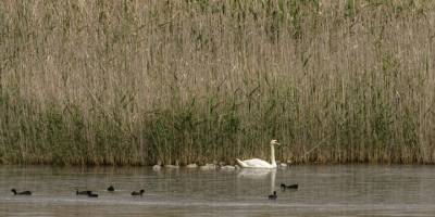 Gediz Deltası'nda baharla hareketlenen kuşların dünyası kayıt altına alınıyor