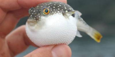 Akdeniz, tropik türlerin işgali altında