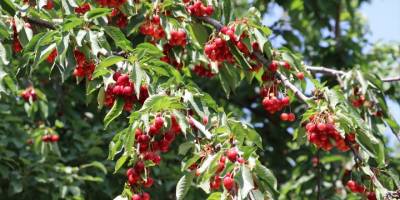 Tescilli Honaz kirazı bu sezon üreticisinin yüzünü güldürdü