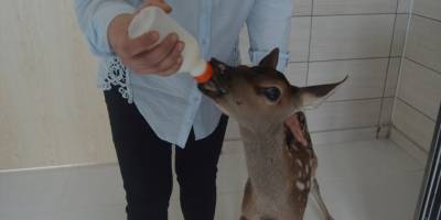 Afyonkarahisar'da bitkin halde bulunan kızıl geyik yavrusu biberonla besleniyor