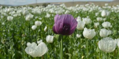 Afyonkarahisar'da çiçeklenen haşhaş tarlaları görsel şölen oluşturdu