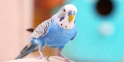 Kuşadası'nda evcil hayvan satışı yasaklandı