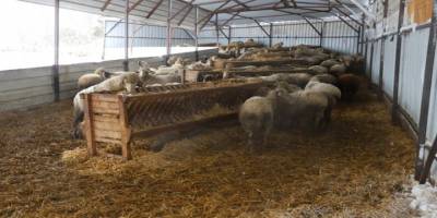 Balıkesir'de ağıllarda mahsur kalan 600 hayvan kurtarıldı