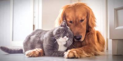 Hayvan hakları yasası tamam! İşte yeni düzenleme