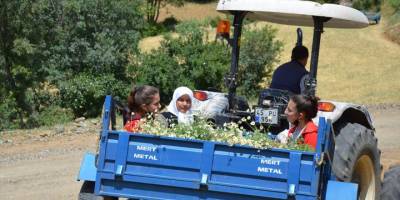 Manisa'da kadınların papatya mesaisi sürüyor