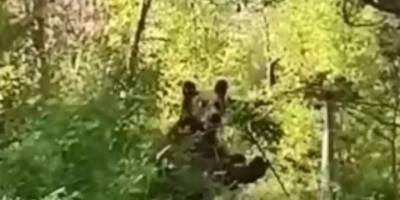 Köye inen aç ayı korku ve paniğe neden oldu