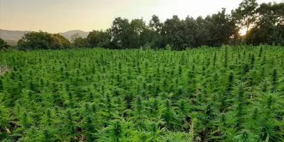 Diyarbakır'da 7.2 milyon kök kenevir ele geçirildi