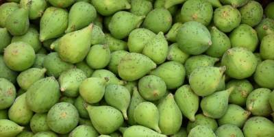 Aydın'da incir üretiminde "ilekleme" başladı