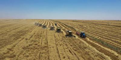 Türkiye'nin en büyük hasadı: 157 biçerdöver aynı anda araziye girdi