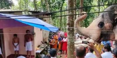 Hindistan'da bir fil, ölen bakıcısını son kez görmek için kilometrelerce yol yürüdü