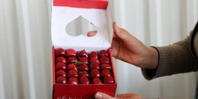 Erkenci kirazda ihracat sezonu hareketli başladı