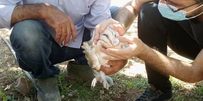 Yaralı bulunan peçeli baykuşa öğretmenler sahip çıktı