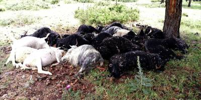 Kütahya'da yıldırım isabet eden 21 küçükbaş hayvan telef oldu