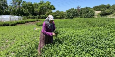 Başakşehir’de binaların arasındaki bostan görenleri şaşırtıyor