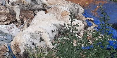 6 köpek ve 6 kedi zehirli tavuk yedirilerek öldürüldü