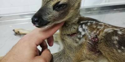 Yaralanan Karaca koruma altına alındı