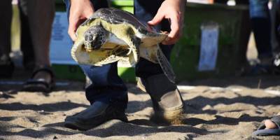 Tedavileri tamamlanan caretta carettalar denize bırakıldı